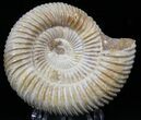 Perisphinctes Ammonite - Jurassic #22833-1
